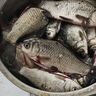 驚浪魚(yú)漂磯釣路滑漂遠(yuǎn)投日夜兩用電子浮漂加粗醒目鰱鳙大物夜光漂A01 曬單實(shí)拍圖