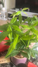 陽(yáng)凈【陶瓷盆】發(fā)財樹(shù)盆栽他批室內植物大棵客廳招財植物前臺綠植喬遷 【5年精品】S級三桿發(fā)財樹(shù)(原盆+招財吊牌) 曬單實(shí)拍圖