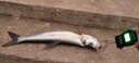SHIMANO日本進(jìn)口超柔軟釣魚(yú)線(xiàn)線(xiàn)主線(xiàn)線(xiàn)子線(xiàn)線(xiàn)拉力尼龍線(xiàn)線(xiàn)不打卷臺釣路亞 【2盤(pán)裝】102米透明子線(xiàn) 線(xiàn)(老客戶(hù)都說(shuō)：綁鉤子 0.4號 曬單實(shí)拍圖