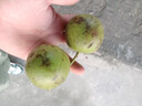 青皮文玩核桃運氣開(kāi)三棱麒麟紋官帽四座樓大奔三菱白獅子南疆石 帶皮盤(pán)山2個(gè)50mm以下 曬單實(shí)拍圖