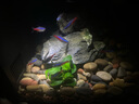馬遜水草泥1L魚(yú)缸造景水草缸底砂免洗水藻泥生態(tài)魚(yú)缸專(zhuān)用水草泥 強肥優(yōu)質(zhì)水草泥【10斤】免清洗 曬單實(shí)拍圖