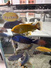 DEERA三湖慈鯛飼料鯛魚(yú)魚(yú)飼料六間專(zhuān)用魚(yú)糧馬鯛魚(yú)食非洲王子雜鯛下沉型 2.0mm慈鯛專(zhuān)用糧680ml/490g 曬單實(shí)拍圖