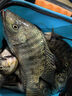 小鳳仙子線雙鉤魚鉤綁好大力馬魚線子線新關東12付裝魚鉤套裝 曬單實拍圖