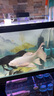 吉印刀鋒s魚缸燈led燈防水全光譜魚缸照明燈水草燈小型超白魚燈96cm 曬單實(shí)拍圖