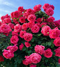 花丁八福仙12-6-12月季專用肥有機(jī)無(wú)機(jī)復(fù)合肥2.8kg花肥花卉顆粒肥料 曬單實(shí)拍圖