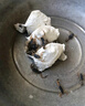 蝎子活全蝎正宗沂蒙山野性十足活蝎子食用活體毒蝎子油炸泡酒煲湯 50只成年公蝎5-6厘米送5只防死 曬單實(shí)拍圖