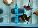 創(chuàng  )寧變頻潛水泵 CN-9500-13W 10檔流量調節 魚(yú)缸假山噴泉池循環(huán)抽水 曬單實(shí)拍圖