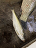 川澤短子線雙鉤升級金袖魚鉤成品綁好套裝淺水野釣防纏繞海夕鉤鯽魚鉤 金袖有刺32cm【鉤3/4線0.4/0.6】 子線雙鉤20付/盒 曬單實(shí)拍圖