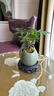 新型造型發(fā)財樹盆栽盆景奇趣獨特室內(nèi)植物室內(nèi)辦公室好養(yǎng)植物 奇趣五桿發(fā)財樹苔蘚球+塑料底座 曬單實拍圖