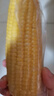 京鮮生東北黃糯玉米棒200g×8根 甜黏玉米 多種包裝隨機(jī)發(fā)貨 源頭直發(fā) 曬單實(shí)拍圖