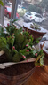 蟹爪蘭多色盆栽四季家養(yǎng)花卉辦公桌面陽(yáng)臺(tái)庭院多肉綠植 30顆頭（不帶盆）高度25cm冠幅10cm 曬單實(shí)拍圖