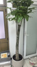 發(fā)財樹(shù)大型綠植室內客廳花卉大盆栽落地辦公室擺件陽(yáng)臺放輕松植物 【獨桿】1.7-1.8m 原盆 曬單實(shí)拍圖