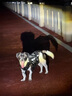 WAKYTU狗狗牽引繩背帶外出遛狗中大型犬防爆沖狗繩背心式戰術(shù)胸背L碼 曬單實(shí)拍圖