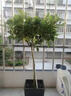 萬(wàn)田沃樹(shù)狀月季 嫁接多色棒棒糖樹(shù)樁月季 大花濃香四季開(kāi)花庭院月季樹(shù) 混色大花 粗1公分當年開(kāi)花 曬單實(shí)拍圖