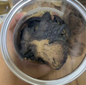 雄在 新疆肉蓯蓉500g/罐內蒙阿拉善金鎖陽(yáng)小葉淫羊藿男性滋補泡酒泡水 肉蓯蓉500g切片【備注可發(fā)整根】 曬單實(shí)拍圖
