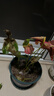 繽賢紅掌盆栽綠植花卉鴻運當頭白掌一帆風(fēng)順室內好養活四季開(kāi)花水培 特級大號紅掌1株原盆+肥料 #28 曬單實(shí)拍圖