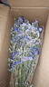 云南勿忘我干花花束真花鮮花發(fā)貨自然風(fēng)干客廳裝飾擺設(shè)件茶幾送人 6色混搭+草 20支(長(zhǎng)40厘米) 曬單實(shí)拍圖
