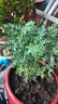 蕓香草臭草植物賊仔草盆栽室外陽(yáng)臺(tái)菜園四季花苗臭艾驅(qū)蚊驅(qū)蛇食用 蕓香草小顆 不帶盆 曬單實(shí)拍圖