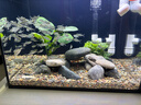 創(chuàng)寧魚缸防堵水克星40*30cm（2片）高密度過濾棉凈化培菌高透蜂窩濾材 曬單實(shí)拍圖