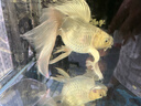 備能 日本黃粉魚(yú)藥爛尾爛肉魚(yú)用白點(diǎn)凈水霉病頭洞魚(yú)缸專(zhuān)用殺菌藥劑50g 曬單實(shí)拍圖