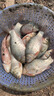 云飛魚無結(jié)主線線組套裝釣魚線主線成品綁好黑坑大物鰱鳙主線組配件漁具 5.4米八字環(huán)款4卷【拉力提升】 2.0號(hào) 曬單實(shí)拍圖