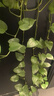 babycare山茶花蘿卜褲純色兒童秋季褲子運動(dòng)休閑長(cháng)褲 淺木色 90 曬單實(shí)拍圖