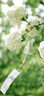合生元（BIOSTIME） 大灌籃CBP兒童成長(cháng)奶粉高鈣奶粉（3-16歲）DHA 800g 單罐 曬單實(shí)拍圖