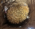 梓頤泰國金枕榴蓮新鮮果整箱長柄榴蓮金枕頭進口A果整個帶殼熱帶水果 品質(zhì)級 果型更好丨50年老樹果 老樹報恩凈重2.5-3.5斤1個裝 曬單實拍圖