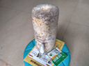 大禹蘑菇種植包玉米平菇芯菌包家庭種植香菇菌菇種子可食用菌種包菌棒 灰平菇種植大菌包1個約2斤 曬單實拍圖