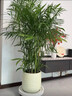 夏威夷竹子盆栽室內外客廳大型綠植盆景植物竹盆栽?xún)艋諝馕状?夏威夷竹子60-80厘米5顆 不含盆 曬單實(shí)拍圖