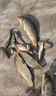 達(dá)億瓦（DAIWA）新款進(jìn)口臺(tái)釣竿綜合休閑野釣鯽鯉魚超輕硬碳素魚竿手竿十大品牌 F-3.9米 曬單實(shí)拍圖
