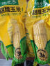 東北黃糯玉米真空包裝速食玉米軟糯香甜代餐小棒140g-180g 5根特惠裝 曬單實(shí)拍圖