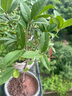 開(kāi)時(shí)果 四季桂花盆栽樹(shù)苗濃香型 新中式盆景辦公室內(nèi)綠植物源頭直發(fā)包郵 精品四季桂+原土發(fā)貨（不含盆） 【整高約40-50cm左右】 曬單實(shí)拍圖