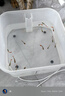 孔雀魚天使魚 純種觀賞魚淡水好養(yǎng)熱帶小型觀賞魚 孔雀魚12條送備損3條 【新人價(jià)】 曬單實(shí)拍圖
