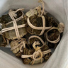 【活蟹】蓮花蟹農大閘蟹鮮活2.8-3.1兩8只全母螃蟹鮮活現貨海生鮮禮盒去繩足重源頭直發(fā) 曬單實(shí)拍圖