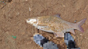 老G鯉大炮魚(yú)餌料黑坑釣魚(yú)小藥窩料鯉魚(yú)裸斑工程鯽草魚(yú)餌料 老G鯉大炮1000克(含小藥版) 曬單實(shí)拍圖