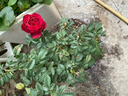 果汁陽臺(tái)月季花苗四季開花卉盆栽綠植物室內(nèi)花易活玫瑰帶花苞庭院 紅蘋果【大花濃香，月月開分枝多】 【帶花苞】【盆口徑15cm】原盆冠25高35 曬單實(shí)拍圖