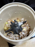 BRUNO絞肉機(jī)佐料機(jī)家用小型絞餡機(jī)切碎肉菜多功能攪拌磨輔食料理機(jī)粉打蒜【升級(jí)陶瓷】象牙白政府補(bǔ)貼 曬單實(shí)拍圖
