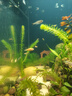 伊罕EHEIM 魚(yú)缸加熱棒自動(dòng)恒溫水族箱加溫器 防爆玻璃 加熱器 經(jīng)典款200w防爆加熱棒-長(cháng)41cm 曬單實(shí)拍圖