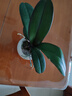 蝴蝶蘭花苗帶花劍帶花苞盆栽蘭花大苗客廳室內(nèi)植物花卉四季 藍(lán)蝴蝶 精品苗【帶花劍】帶陶瓷盆發(fā)貨 曬單實(shí)拍圖