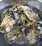 貝司令 鮮活乳山生態(tài)生蠔2XL 凈重4斤 13-17只 生鮮源頭直發(fā) 七夕聚餐  曬單實(shí)拍圖