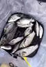 超聲波誘魚(yú)器釣上魚(yú)黑科技聲吶探魚(yú)器釣魚(yú)配件太陽(yáng)能聲波聚魚(yú)神器 一個(gè)【誘光整條河】 曬單實(shí)拍圖
