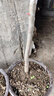 白蘭花盆栽玉蘭花樹(shù)苗帶花苞黃蘭陽(yáng)臺庭院濃香型花卉四季花卉植物 黃蘭3年苗高40-50cm 曬單實(shí)拍圖