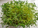 北蔬 綠豆種子芽苗菜豆子種水培土盆栽蔬菜種籽 綠豆芽苗菜種子500g 曬單實(shí)拍圖