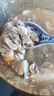 溫潤食品黃羽三黃雞2斤 慢養(yǎng)110天以上農(nóng)家生態(tài)散養(yǎng)雞肉生鮮笨雞走地雞 曬單實拍圖