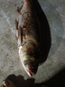 西部風(fēng)阿魏鰱鳙酸臭鰱方塊餌野釣湖庫(kù)黑坑窩料海桿翻板鉤鰱鳙餌料 阿魏酸臭鰱800g【慢霧化】*2包 無(wú)規(guī)格 曬單實(shí)拍圖