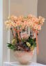 Only you【兩小時(shí)達】蝴蝶蘭帶花苞花劍花盆真花蘭花盆栽開(kāi)業(yè)教師節禮物 10株紫色（瓷盆隨機） 曬單實(shí)拍圖
