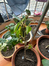 白蘭花盆栽帶花苞矮樁白蘭花大樹(shù)苗濃香黃角蘭室內庭院白玉蘭樹(shù)苗 【精品AAA級-黃蘭中苗】70cm高 曬單實(shí)拍圖