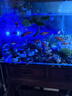 魚缸潛水燈魚缸射燈小型節(jié)能高亮七彩防水魚缸夜燈迷你魚缸氛圍燈 魚缸潛水射燈【七彩輪播款】USB接口 曬單實(shí)拍圖