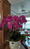 元族大花蝴蝶蘭盆栽蘭花【2小時(shí)達】鮮花同城配送喬遷父母長(cháng)輩禮物 【年年有余】6株紫色蝴蝶蘭盆栽（花盆樣式隨機） 曬單實(shí)拍圖